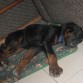Norico profundamente dormida...